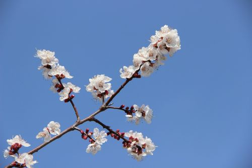 Rožinės Spalvos, Apversta Gėlė, Pavasaris