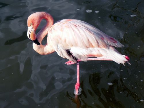 Rožinis Flamingas, Wader, Paukštis, Egzotiškas, Ornitologija, Fauna