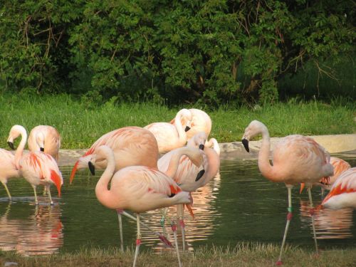 Rožinis Flamingas, Flock, Maudytis, Vanduo, Atogrąžų, Gyvūnai, Didelis, Laukinė Gamta, Egzotiškas, Šeima, Bendruomenė, Grupė, Gamta, Lauke, Laukiniai, Parkas