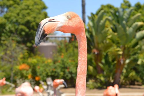 Rožinis Flamingas, Flamingo, Paukštis, Laukinė Gamta, Egzotiškas, Lauke, Atogrąžų, Gyvūnas, Laukiniai, Spalvinga, Zoologijos Sodas