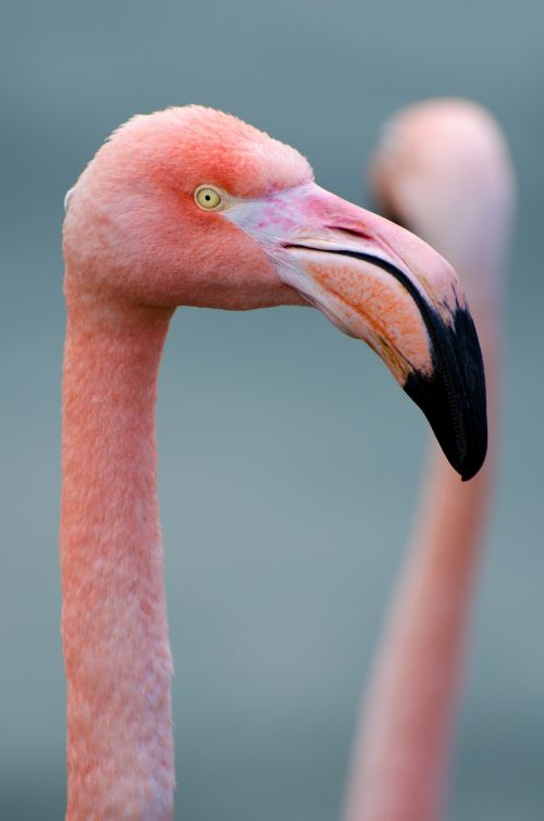 Flamingo,  Paukštis,  Atogrąžų,  Plunksna,  Rožinis,  Karibai,  Aukštyn,  Uždaryti,  Spalvinga,  Dominican,  Laukiniai,  Gamta,  Egzotiškas,  Išsamiai,  Gyvūnas,  Laukinė Gamta,  Rožinis Flamingas