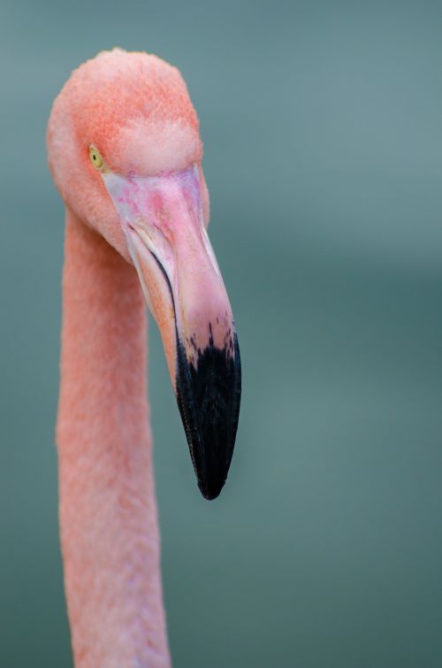 Flamingo,  Paukštis,  Atogrąžų,  Plunksna,  Rožinis,  Karibai,  Aukštyn,  Uždaryti,  Spalvinga,  Dominican,  Laukiniai,  Gamta,  Egzotiškas,  Išsamiai,  Gyvūnas,  Laukinė Gamta,  Rožinis Flamingas