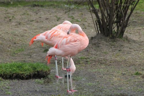 Rožinis Flamingas, Paukštis, Egzotiškas, Fauna, Zoologijos Sodas, Laukinis Gyvenimas