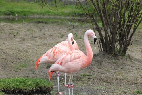 Paukščiai, Rožinis Flamingas, Egzotiškas, Fauna, Zoologijos Sodas, Laukinis Gyvenimas