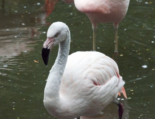 Flamingos,  Flamingas,  Phoenicopteriformes,  Senas & Nbsp,  Pasaulis,  Flamingo,  Rožinis,  Paukštis,  Paukščiai,  Plunksna,  Plunksnos,  Ilgi & Nbsp,  Kojos,  Snapas,  Rožinis Flamingas