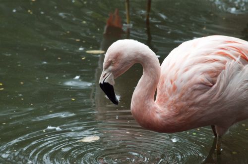 Flamingos,  Flamingas,  Phoenicopteriformes,  Senas & Nbsp,  Pasaulis,  Flamingo,  Rožinis,  Paukštis,  Paukščiai,  Plunksna,  Plunksnos,  Ilgi & Nbsp,  Kojos,  Snapas,  Vanduo,  Ežeras,  Tvenkinys,  Rožinis Flamingas