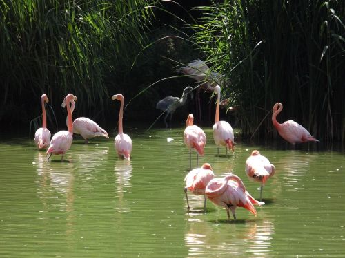 Rožinis Flamingas, Vonia, Saulė, Gamta, Grožis