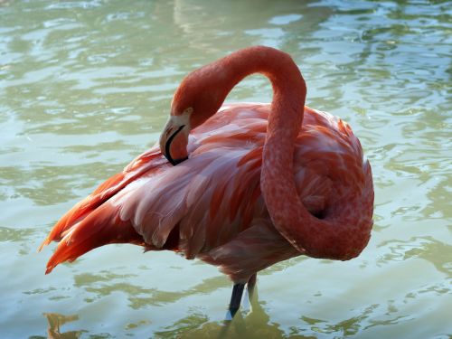 Rožinis Flamingas, Phoenicopterus, Paukščiai, Gyvūnai, Gyvūnas, Aves, Laukiniai, Flamingos, Plumėjimas, Burlentės