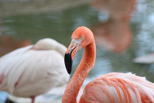 Rožinis Flamingas, Flamingo, Paukštis, Phoenicopterus Roseus, Galva, Snapas, Makro, Krupnyj Planas, Zoologijos Sodas, Gamta, Gyvūnai, Rožinis, Plunksnos Rasės