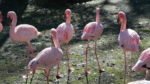 Rožinis Flamingas, Flamingos, Sąskaitą, Egzotiškas, Gamta, Zoologijos Sodas, Laukinės Gamtos Fotografija, Spalvinga, Plumėjimas