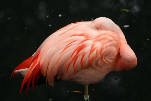 Rožinis Flamingas, Miega, Paukštis, Flamingo