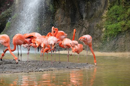 Rožinis Flamingas, Paukštis, Vandens Telkinys, Gamta, Fauna