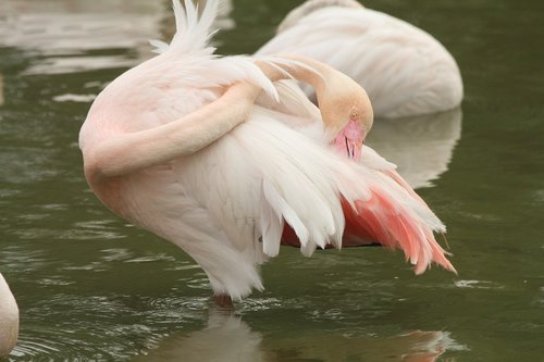 Rožinės Flamingo,  Tvenkinys,  Rašiklis,  Parkas