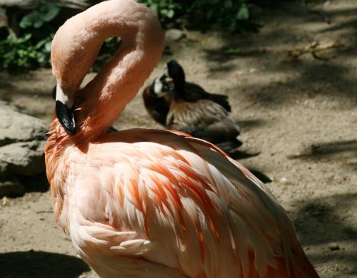 Flamingo,  Rožinis,  Paukštis,  Gamta,  Florida,  Gyvūnas,  Plunksnos,  Atogrąžų,  Rožinis Flamingas