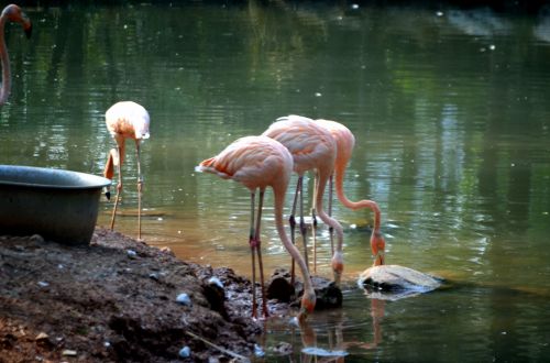 Gyvūnai,  Paukštis,  Egzotiškas,  Flamingo,  Rožinis,  Zoologijos Sodas,  Vėdinimas & Nbsp,  Paukštis,  Ilgi & Nbsp,  Kojos,  Rožinės Flamingos
