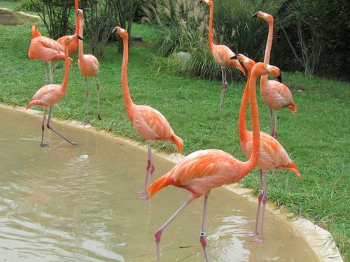 Flamingos,  Rožinis,  Rožinė & Nbsp,  Flamingas,  Gyvūnas,  Zoologijos Sodas,  Rožinės Flamingos