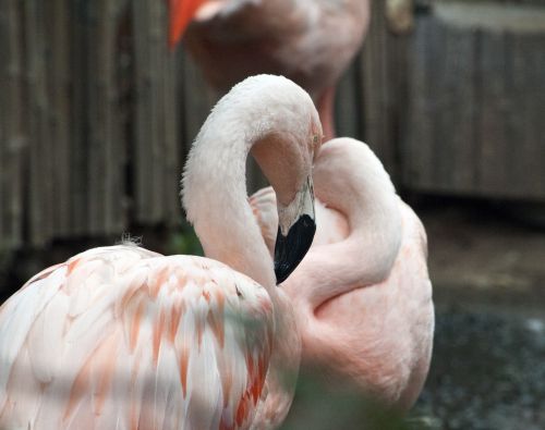 Flamingos,  Flamingas,  Phoenicopteriformes,  Senas & Nbsp,  Pasaulis,  Flamingo,  Rožinis,  Paukštis,  Paukščiai,  Plunksna,  Plunksnos,  Ilgi & Nbsp,  Kojos,  Snapas,  Kaklas,  Pora,  Laukinė Gamta,  Gamta,  Rožinės Flamingos