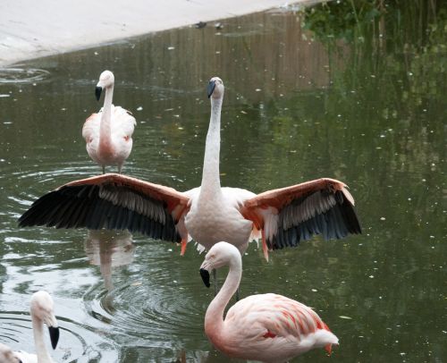 Flamingos,  Flamingas,  Phoenicopteriformes,  Senas & Nbsp,  Pasaulis,  Flamingo,  Sparnų Plotis,  Sparnas & Nbsp,  Plitimą,  Rožinis,  Paukštis,  Paukščiai,  Plunksna,  Plunksnos,  Ilgi & Nbsp,  Kojos,  Snapas,  Kaklas,  Pora,  Laukinė Gamta,  Gamta,  Rožinės Flamingos