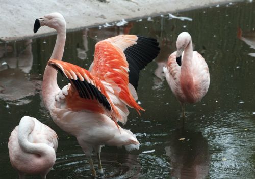 Flamingos,  Flamingas,  Phoenicopteriformes,  Senas & Nbsp,  Pasaulis,  Flamingo,  Rožinis,  Paukštis,  Paukščiai,  Plunksna,  Plunksnos,  Ilgi & Nbsp,  Kojos,  Snapas,  Vanduo,  Ežeras,  Tvenkinys,  Laukinė Gamta,  Pora,  Pora,  Egzotiškas,  Rožinės Flamingos