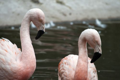 Flamingos,  Flamingas,  Phoenicopteriformes,  Senas & Nbsp,  Pasaulis,  Flamingo,  Rožinis,  Paukštis,  Paukščiai,  Plunksna,  Plunksnos,  Ilgi & Nbsp,  Kojos,  Snapas,  Kaklas,  Pora,  Laukinė Gamta,  Gamta,  Rožinės Flamingos