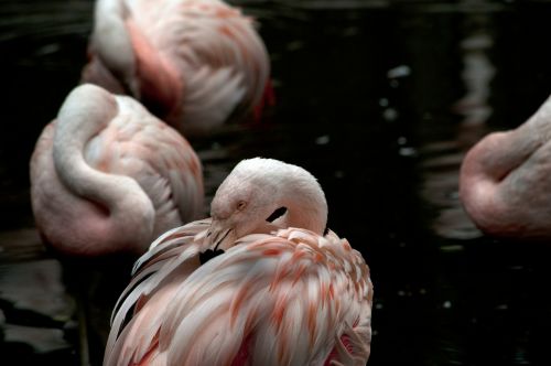 Flamingos,  Flamingas,  Phoenicopteriformes,  Senas & Nbsp,  Pasaulis,  Flamingo,  Rožinis,  Paukštis,  Paukščiai,  Plunksna,  Plunksnos,  Snapas,  Vanduo,  Ežeras,  Tvenkinys,  Egzotiškas,  Laukinė Gamta,  Gamta,  Rožinės Flamingos
