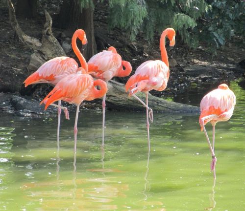 Rožinės Flamingos, Paukščiai, Laukiniai, Laukinė Gamta, Egzotiškas, Vanduo, Plunksnos, Gamta, Natūralus, Vada, Spalvinga