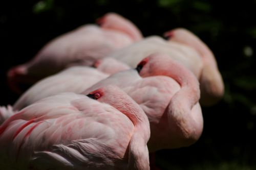 Rožinės Flamingos, Flamingo, Flamingos, Rosa, Gyvūnas, Gyvūnai, Paukštis, Gamta