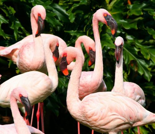 Rožinės Flamingos, Vandens Paukščiai, Paukščiai, Kolonija, Flock, Triukšmingas, Stovėti, Pulkas
