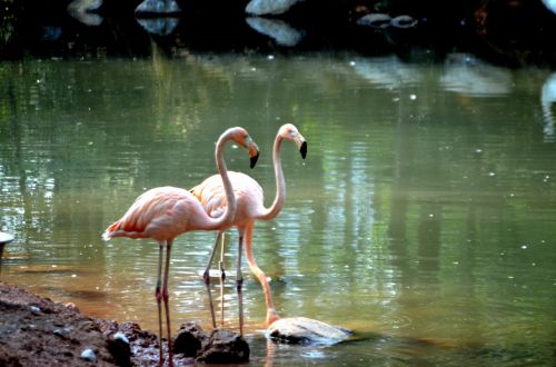 Gyvūnai,  Paukštis,  Egzotiškas,  Flamingo,  Rožinis,  Zoologijos Sodas,  Vėdinimas & Nbsp,  Paukštis,  Ilgi & Nbsp,  Kojos,  Rožinės Flamingos (A)