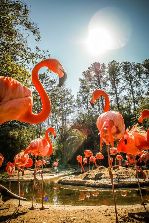 Gyvūnas,  Afrika,  Afrikos,  Paukštis,  Aviary,  Snapas,  Gražus,  Grožis,  Paukštis,  Spalva,  Spalvinga,  Padaras,  Everglades,  Egzotiškas,  Akis,  Fauna,  Plunksna,  Flamingo,  Flock,  Malonė,  Grupė,  Ežeras,  Kojos,  Gyvenimas,  Ilgai,  Gamta,  Kaklas,  Oranžinė,  Lauke,  Parkas,  Rožinės Flamingos