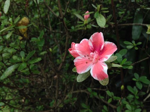 Rožinė Gėlė, Azalija, Maui Nui, Botanikos Sodai