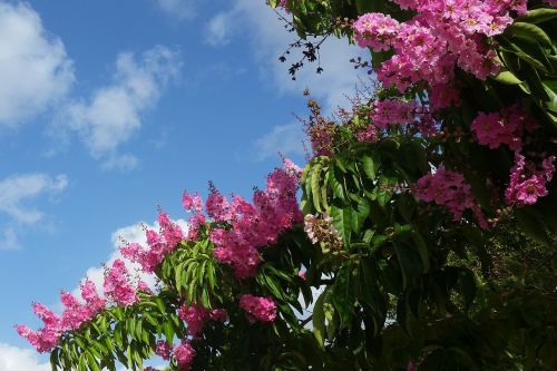 Rožinė Gėlė, Medis, Espumilla, Indijos Alyvinė, Jupiterio Medis, Lagerstroemia Indica, Puerto Rico