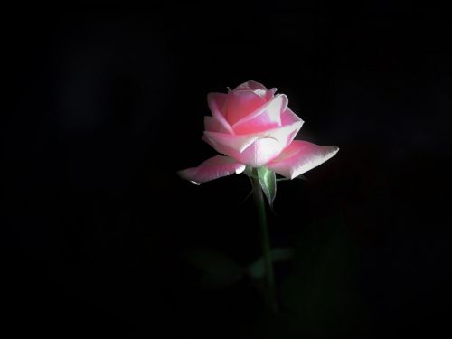 Rožinė Gėlė, Rožinis, Gimtadienis, Valentine