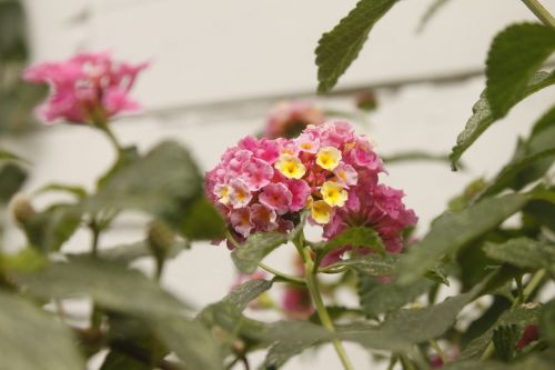 Rožinė Gėlė, Lantana, Gamta