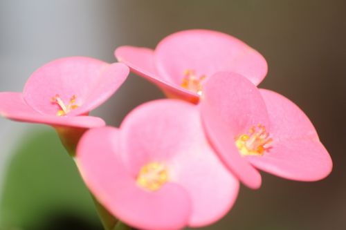 Rožinė Gėlė, Makro Šaudymas, Pavasario Gėlės, Iš Arti, Vazoninės Gėlės, Makro Chichewa, Detalūs Vaizdai