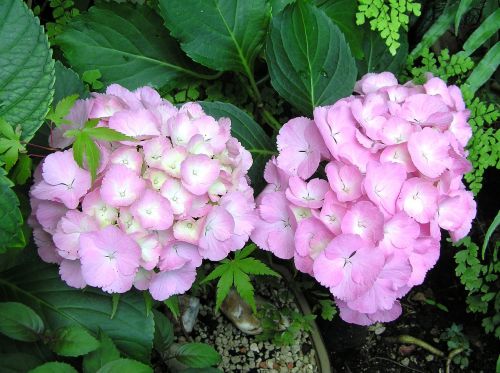 Rožinė Gėlė, Hortenzija, Vasara