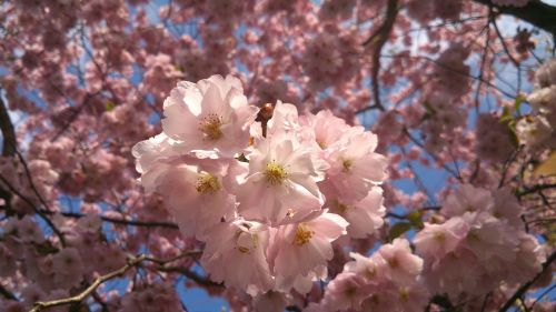 Rožinės Gėlės, Vyšnių Medžiai, Pavasaris, Žydintys Medžiai, Japonų Vyšnios, Gėlė, Žydėjimas