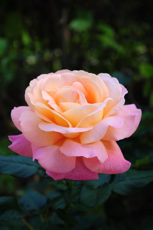 Rožinė Gardija, Rubiaceae Šeima, Gėlė
