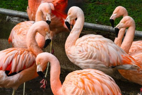 Rožinės Heronėlės, Paukščiai, Zoologijos Sodas, Gyvūnai, Rašiklis, Flamingo