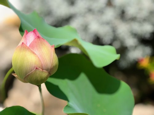 Rožinė Lotus,  Šviesos,  Subtilus,  Bud,  Šešėlis