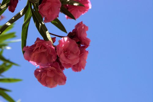 Rožinis,  Oleander,  Gėlė,  Apsidraudimas,  Nuodai,  Žalia Tvora,  Gamta,  Sodas,  Rožinis Oleanderas