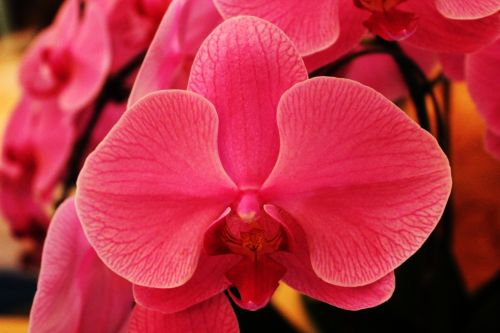 Rožinė & Nbsp,  Orchidėja,  Orchidėja,  Žiedlapiai,  Gėlė,  Rožinis,  Rožinė Orchidėja