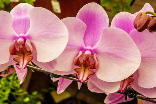 Rožinė Orchidėjų,  Gėlė,  Augalų,  Žiedlapis,  Pobūdį,  Gražus,  Gėlės,  Orchidėja