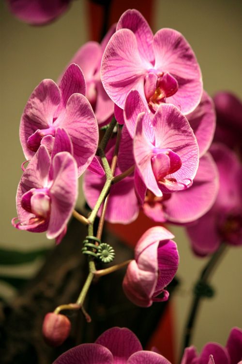 Rožinis,  Orchidėja,  Gėlė,  Iš,  Changi,  Oro Uostas,  Rožinė Orchidėjų Gėlė Iš Changi