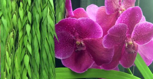 Orchidėjos,  Gėlė,  Gėlės,  Rožinis,  Žalias,  Pavasaris,  Žydėti,  Žydi,  Šviesus,  Sodas,  Rožinės Orchidėjos