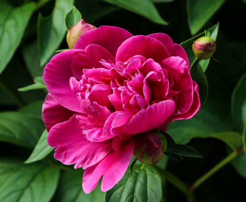 Rožinis Peonija, Žiedas, Fuksija, Paeonia, Paeoniaceae, Vienišas, Pavasario Gėlė