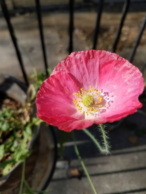 Rožinės Aguonos, Gėlė, Kalifornijos Aguona