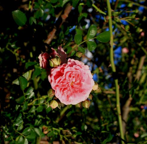 Gėlė,  Rožė,  Rožinis,  Rambling,  Alpinistas,  Rožinė Rambling Rose