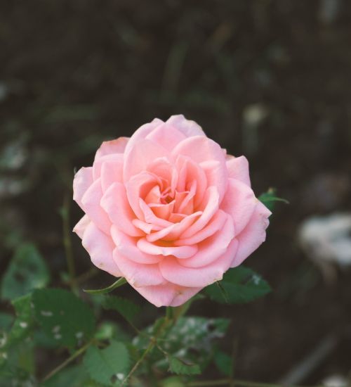 Rožinė Rožė, Rožė, Flora, Žiedlapiai, Sodas, Romantiškas, Valentine, Gamta, Rosacae