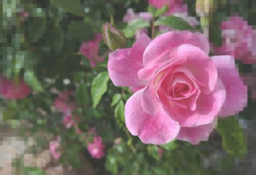 Rožė,  Gėlė,  Rožinis,  Rožės,  Pikselis,  Dizainas,  Meno,  Gėlių,  Svajingas,  & Nbsp,  Dėmesio,  Rožinė Rožė